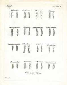 臼齿（彩色雕刻） 作者 德国学校