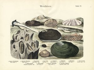 软体动物，约 1860 年（彩色石版画） 作者 德国学校