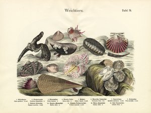 软体动物，1860年 作者 德国学校