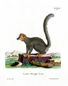 蒙戈尔狐猴（彩色雕刻品 作者 德国学校