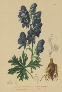 附子（Acontium CEPA） 作者 德国学校