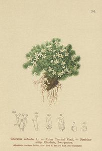 苔藓Cyphel（Cherleria sedoides，Minuartia sedoides，Alsine Cherleri） 作者 德国学校
