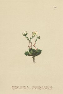 苔藓（Saxifraga bryoides） 作者 德国学校