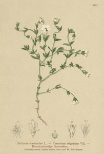 山鹅毛菜（Stellaria cerastioides，Cerastium trigonum） 作者 德国学校