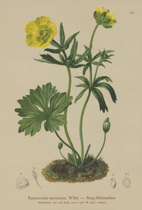 山乌鸦（毛茛属植物） 作者 德国学校