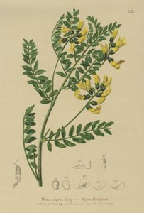山扁豆（Phaca alpina，黄芪alpinus，黄芪penduliflorus，Colutea alpina，Phaca alpina，Tragacantha penduliflora） 作者 German School