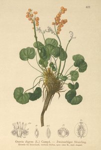 山酢浆草（Oxyria digyna） 作者 德国学校