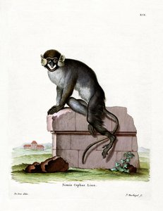 Moustached Guenon（彩色雕刻） 作者 德国学校