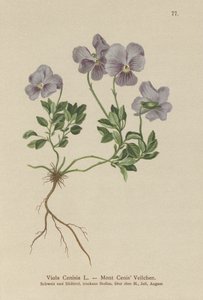公吨。 Cenis Pansy（Viola Cenisia） 作者 德国学校