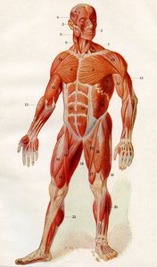 人体肌肉组织，选自《男人》，1923 年出版（印刷品） 作者 德国学校