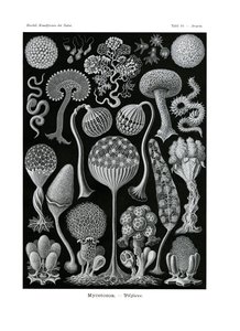 Mycetozoa，1899-1904 作者 德国学校