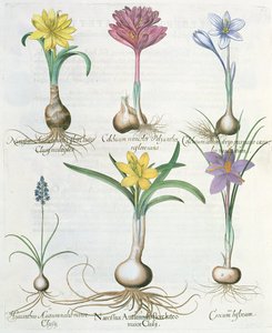 Narcissi，番红花和风信子：1.Narcissus autumnalis; 2.Hyacinthus autumnalis; 3.Crocum biflorum; 4.Colchium专辑; 5.Colchium versicolor; 6.Narcissus autumnalis，来自Ba的Hortus Eystettensis 作者 德国学校