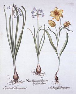Narcissus，Tulip和Summer Snowflake，来自Hortus Eystettensis，由Basil Besler（1561-1629），酒吧。 1613（手工彩色雕刻） 作者 德国学校