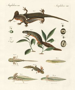 海蝾螈的自然历史（彩色雕刻） 作者 德国学校