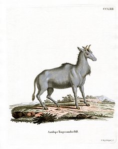 Nilgai（彩色雕刻） 作者 德国学校