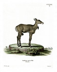 Nilgai（彩色雕刻） 作者 德国学校