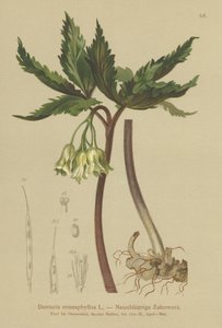 九叶珊瑚（Dentaria enneaphyllos） 作者 德国学校