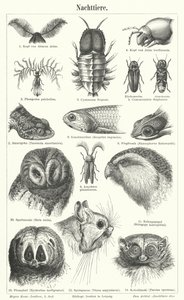 Nocturnal animals (engraving) 作者 德国学校