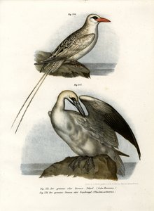 北Gannet，1864年 作者 德国学校