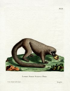 Northern Olingo（彩色雕刻） 作者 德国学校