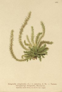 北Spikemoss（Selaginella selaginoides，Selaginella spinulosa，Lycopodium selaginoides，Bernhardia spinosa） 作者 德国学校