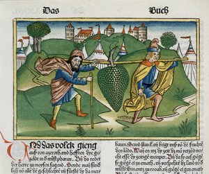 数字13 23来自纽伦堡圣经（Biblia Sacra Germanaica）的Eschol葡萄（彩色木刻） 作者 德国学校