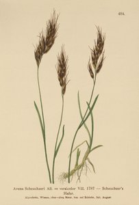 燕麦草（Avena Scheuchzeri，Avena versicolor，Avena alpina） 作者 德国学校