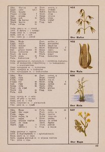燕麦、玉米、大米、油菜花（彩色石印版） 作者 德国学校