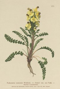Oeders Lousewort（Pedicularis versicolor，Pedicularis Oederi） 作者 德国学校