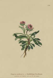 Oneflower Fleabane（Erigeron uniflorus） 作者 德国学校