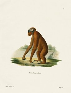 Orang-Outang（彩色雕刻） 作者 德国学校