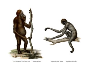 Orang-Outang，1860年 作者 德国学校