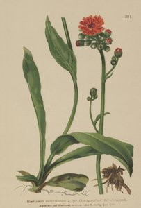 橙色Hawkweed（Horaracium aurantiacum，Hieracium brunneocroceum，Pilosella aurantiaca） 作者 德国学校