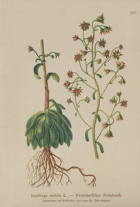 橙色Saxifrage（Saxifraga mutata） 作者 德国学校