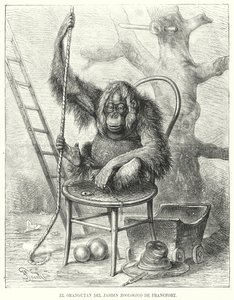 德国法兰克福动物园的猩猩（石版画） 作者 德国学校