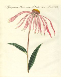 观赏植物 作者 德国学校