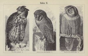 Owls (engraving) 作者 德国学校
