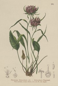 牛津Rampion（Phyteuma Scheuchzeri） 作者 German School