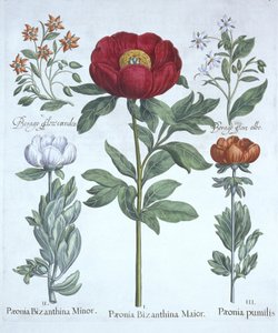 来自Hortus Eystettensis的Paeonies和Borage，由Basil Besler（1561-1629），酒吧。 1613（手工雕刻） 作者 德国学校
