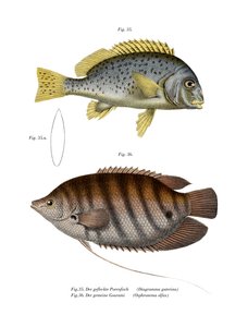 彩绘香唇（彩色平版印刷 作者 德国学校