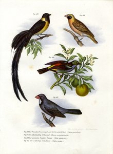 天堂Whydah，1864年 作者 德国学校