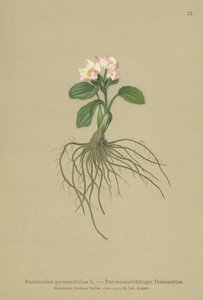 Parnassia-leaved Crowfoot（Ranunculus parnassifolius） 作者 德国学校