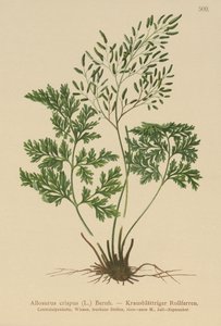 欧芹蕨（Allosurus crispus，Cryptogramma crispa，Osmunda crispa，Allosorus crispus） 作者 德国学校