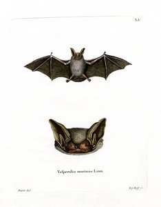 Particoloured Bat (coloured engraving) 作者 德国学校