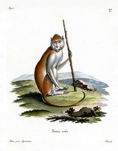 帕塔斯猴子（彩色雕刻） 作者 德国学校