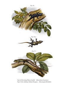 Peach Anole（彩色石版画） 作者 德国学校