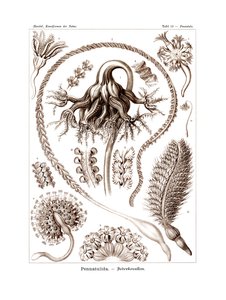 Pennatulid，1899-1904 作者 德国学校