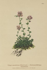 Pennycress（Thlaspi cepeaefolium） 作者 德国学校