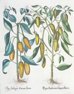 辣椒：1.Piper印度filiquis黄色; 2.Piper由罗勒Besler（1561年至1629年），酒吧的Eystettensis携带印度黄金。 1613 作者 德国学校