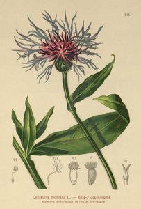 多年生矢车菊（Centaurea montana） 作者 德国学校